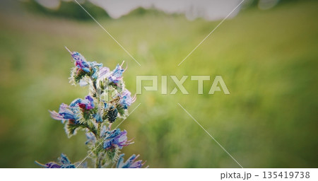 Vibrant Blue and Green Wildflower in a Natural Setting, Cyrtothyrea Vibrant Blue and Green Wildflower in a Natural Setting, Cyrtothyrea 135419738