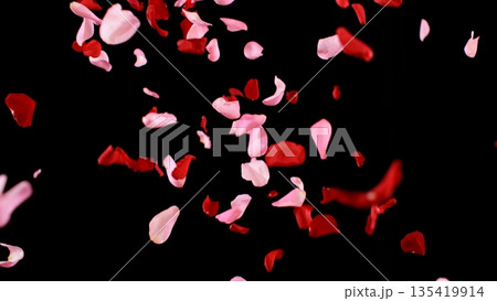 Freeze motion of flying rose petals isolated on black background. 135419914