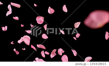 Freeze motion of flying rose petals isolated on black background. 135419915