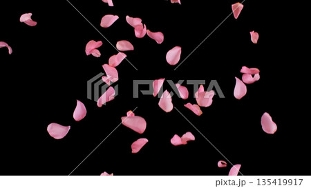 Freeze motion of flying rose petals isolated on black background. 135419917