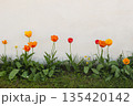 Colorful Spring Tulips Growing Along Old White Wall. Minimal Floral Border with Copy Space. Orange, Red Yellow Flowers. Dandelions, Daisies Green Grass in Garden. Fresh Easter Nature Banner Background 135420142