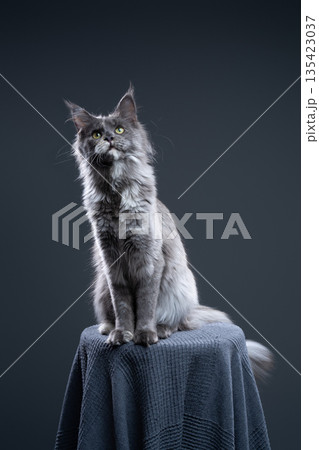 blue tortie smoke maine coon cat portrait 135423037