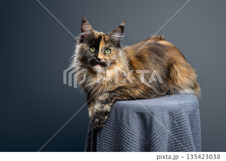 calico maine coon cat studio portrait calico maine coon cat studio portrait 135423038