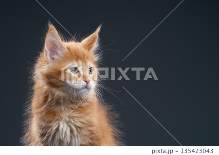 red ticked tabby maine coon kitten portrait red ticked tabby maine coon kitten portrait 135423043