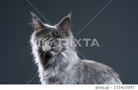 blue tortie smoke maine coon cat portrait blue tortie smoke maine coon cat portrait 135423047