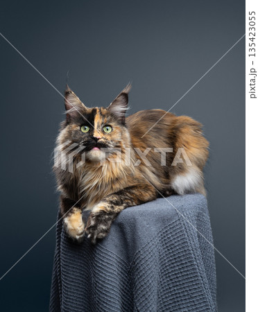 calico maine coon cat studio portrait 135423055