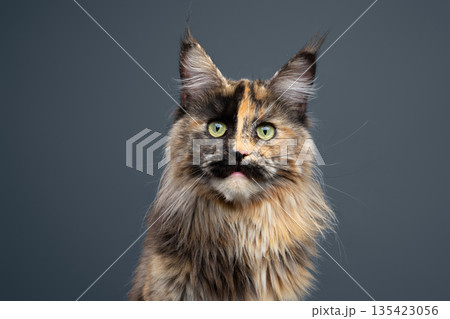 calico maine coon cat studio portrait calico maine coon cat studio portrait 135423056