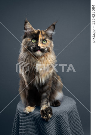 calico maine coon cat studio portrait calico maine coon cat studio portrait 135423094