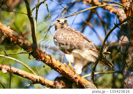 Photograph of a Ferruginous Hawk standing in a tree in the sunshine Photograph of a Ferruginous Hawk standing in a tree in the sunshine 135423616