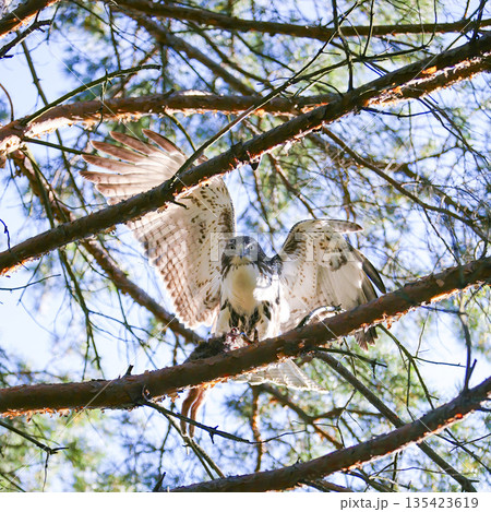Photograph of a Ferruginous Hawk standing in a tree in the sunshine Photograph of a Ferruginous Hawk standing in a tree in the sunshine 135423619