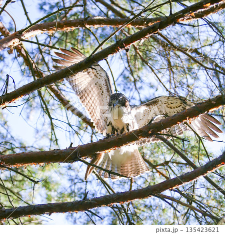 Photograph of a Ferruginous Hawk standing in a tree in the sunshine Photograph of a Ferruginous Hawk standing in a tree in the sunshine 135423621
