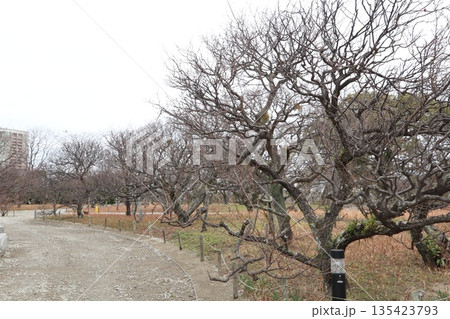 2024年・福岡・福岡市・風景・中央区城内・城・福岡城跡・其の三十三 2024年・福岡・福岡市・風景・中央区城内・城・福岡城跡・其の三十三 135423793