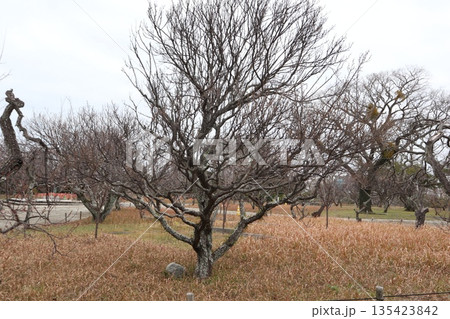 2024年・福岡・福岡市・風景・中央区城内・城・福岡城跡・其の三十五 2024年・福岡・福岡市・風景・中央区城内・城・福岡城跡・其の三十五 135423842
