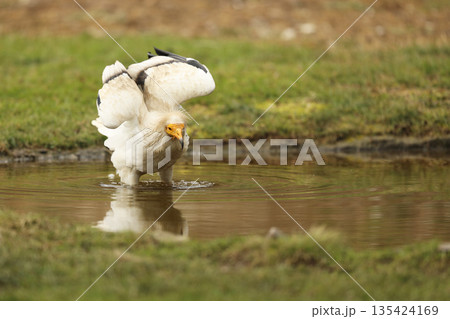 Egyptian vulture, Neophron percnopterus, big bird of prey staying in water having bath, nature habitat, Madzarovo, Bulgaria, Europe Egyptian vulture, Neophron percnopterus, big bird of prey staying in water having bath, nature habitat, Madzarovo, Bulgaria, Europe 135424169
