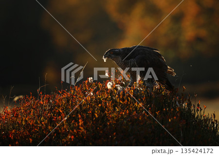 Bird of prey Eurasian goshawk with killed prey on the blueberry in autumn forest. Scene from the forest. Animal behavior in Europe, Czech republic Bird of prey Eurasian goshawk with killed prey on the blueberry in autumn forest. Scene from the forest. Animal behavior in Europe, Czech republic 135424172