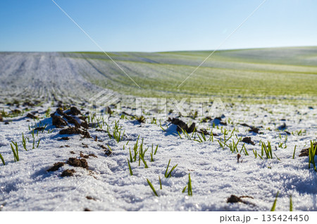 Wheat sprouts emerge through the snow in a winter field with sunlight shining above and green grass in the background 135424450