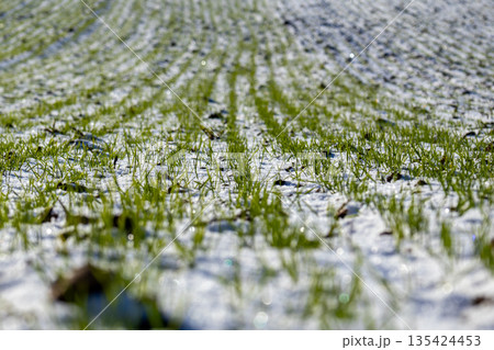 New sprouts of wheat grow through the snow in a winter field, indicating the arrival of early growth in nature 135424453