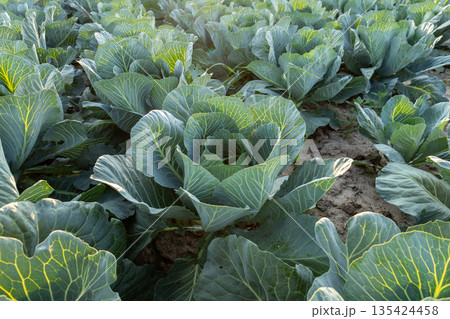 Cabbage plants fill a vast field showcasing a farming scene. Sunlight enhances the vibrant greenery of the crops 135424458