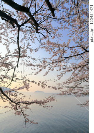 朝陽に輝く海津大崎の桜と琵琶湖_縦 135424471