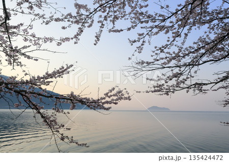 桜越しに望む琵琶湖と竹生島の春景色 135424472