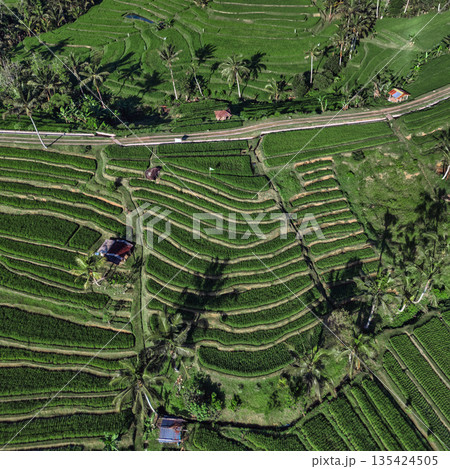 Terraced Rice Fields, Peaceful Rural Scene With Winding Roads And Green Paddies Terraced Rice Fields, Peaceful Rural Scene With Winding Roads And Green Paddies 135424505
