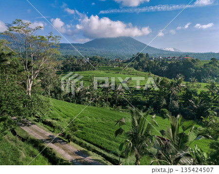 Peaceful Rural Landscape With Lush Layered Terraces And Distant Mountain 135424507