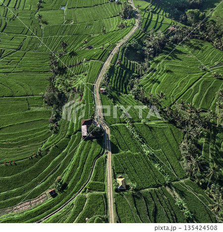 Serene Pastoral Vista Showcasing Lush Rice Paddies From Aerial Perspective Serene Pastoral Vista Showcasing Lush Rice Paddies From Aerial Perspective 135424508