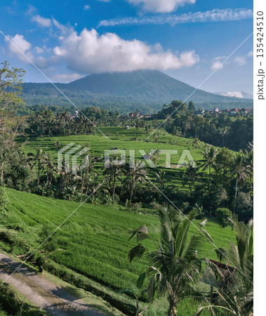 Peaceful Rural Landscape With Lush Layered Terraces And Distant Mountain 135424510