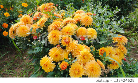 Large chrysanthemum bushes grow in the garden. 135424629