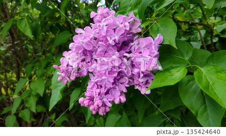 A purple lilac flower with green leaves. A purple lilac flower with green leaves. 135424640