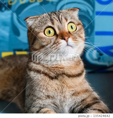 A cat with yellow eyes is laying on a couch. A cat with yellow eyes is laying on a couch. 135424642