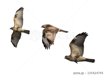 飛翔するノスリの切り抜き画像 135424745