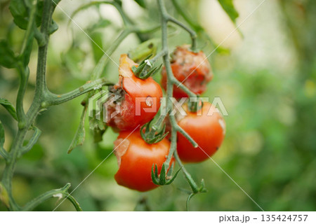 Rotten Phytophthora infestans tomato Solanum lycopersicum late blight with severe decay, mold and fungi anthracnose. Farm farming bio organic rot vegetables plant. Close-up attacked insect pests. 135424757
