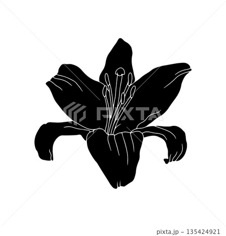 Hand drawn black silhouette of lily bloom linocut. Monochrome birth month May flower Hand drawn black silhouette of lily bloom linocut. Monochrome birth month May flower 135424921