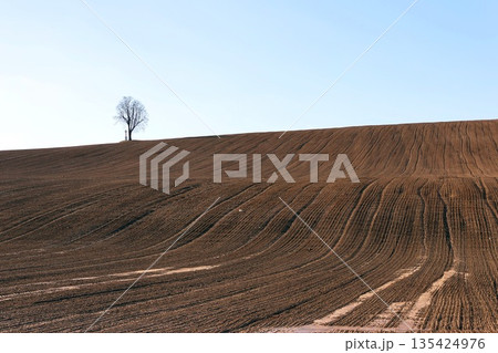 A lone tree stands in a field 135424976