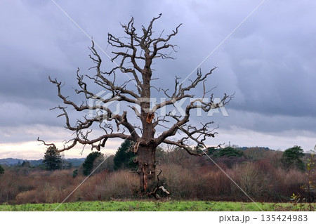 A large solitary tree with no leaves is standing in a field A large solitary tree with no leaves is standing in a field 135424983