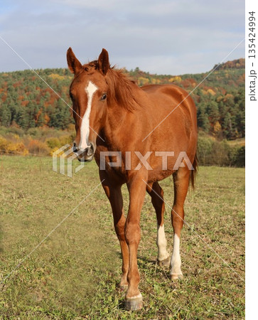 A brown horse is standing in a field with green grass 135424994
