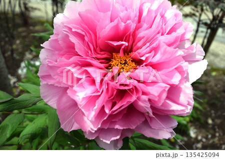 ボタンの花 135425094