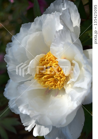 ボタンの花 ボタンの花 135425095