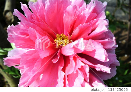 ボタンの花 135425096