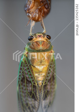 セミの羽化 セミの羽化 135425162
