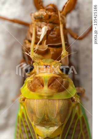 セミの羽化 セミの羽化 135425166