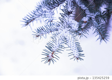 Single spruce branch with green needles against a white snowy background. A natural winter composition highlighting contrast and seasonal freshness 135425259