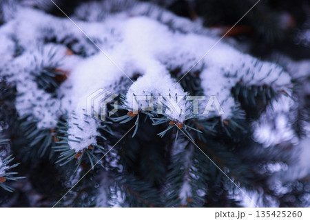 Fluffy spruce branches heavily covered with snow, creating a cozy winter forest atmosphere and a festive seasonal mood Fluffy spruce branches heavily covered with snow, creating a cozy winter forest atmosphere and a festive seasonal mood 135425260