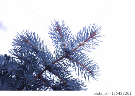 Minimal winter composition with a spruce branch placed on a clean white snow background. Perfect for holiday, nature, or eco concepts Minimal winter composition with a spruce branch placed on a clean white snow background. Perfect for holiday, nature, or eco concepts 135425261