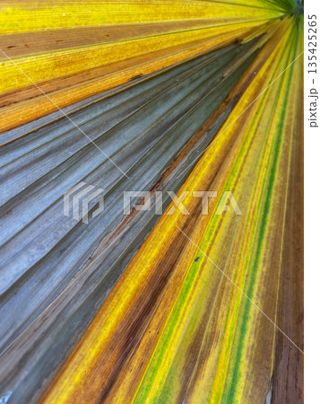 Yellow palm leaf background. Multicoloured palm leaf. Closeup. 135425265