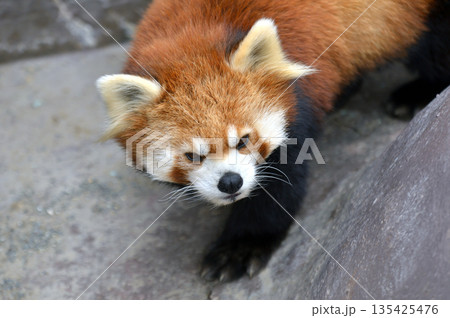 歩くレッサーパンダ 135425476