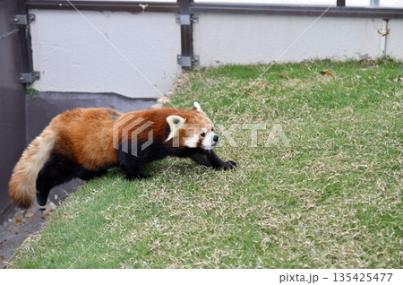 歩くレッサーパンダ 歩くレッサーパンダ 135425477