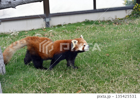 歩くレッサーパンダ 135425531