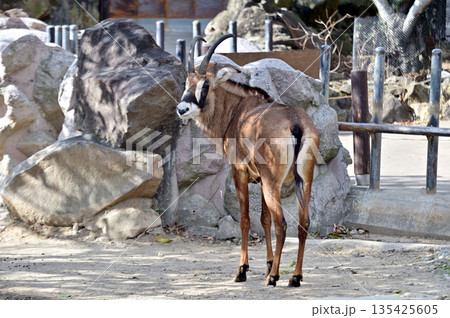 ローンアンテロープ 135425605